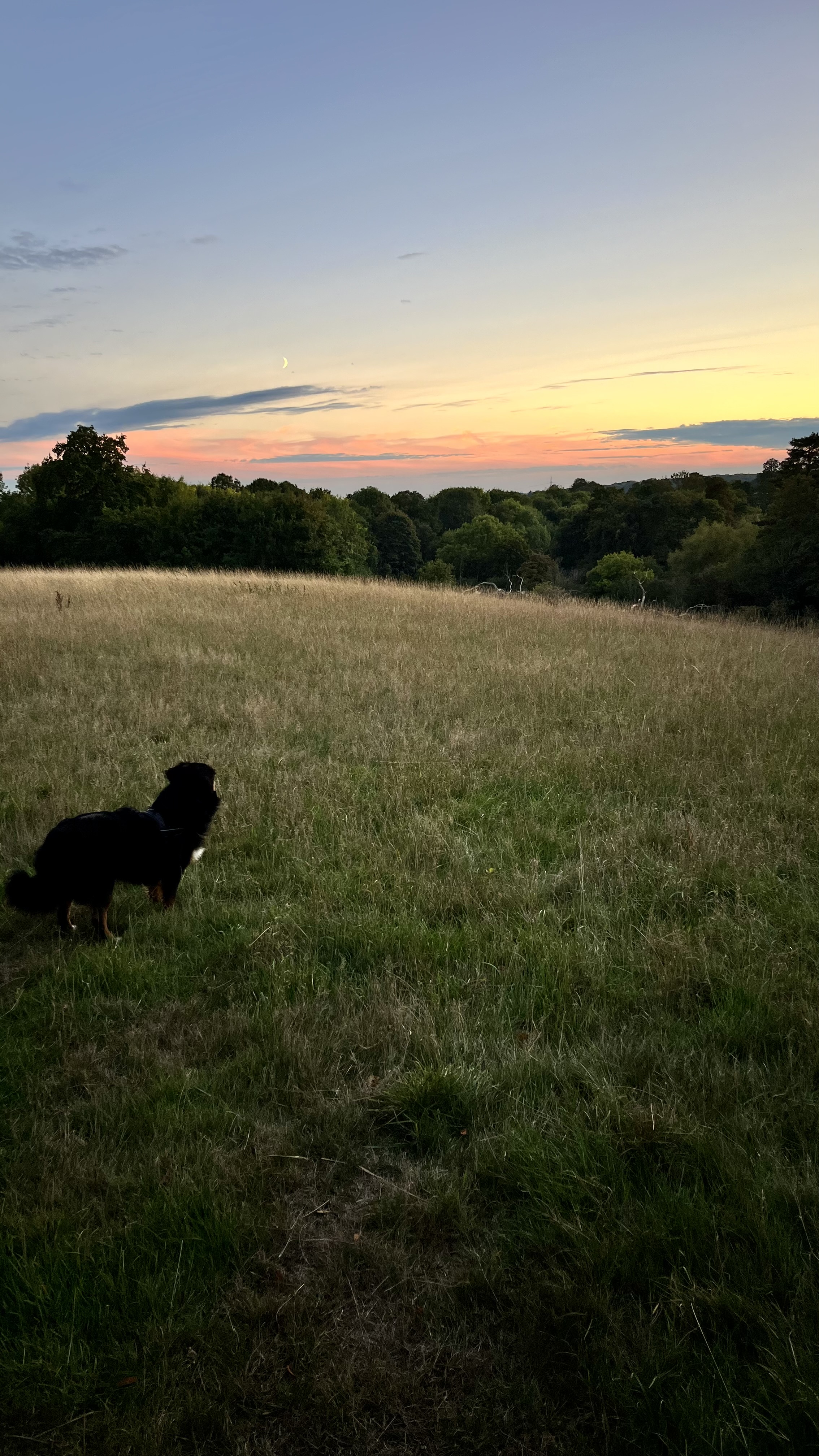 Barry  - a Male Escort in Essex